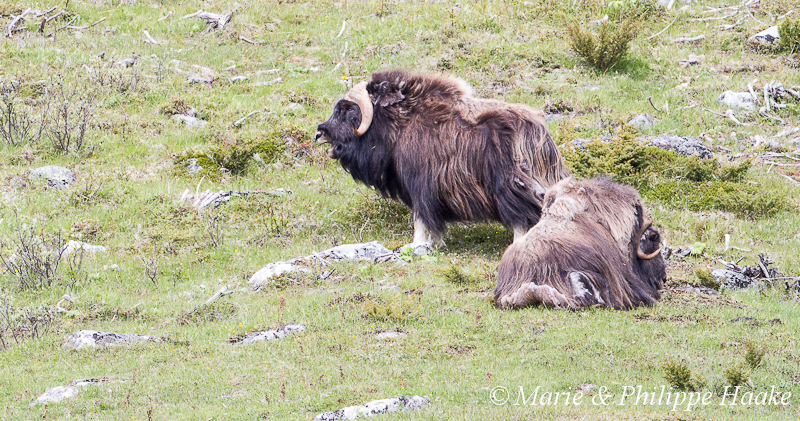 Boeuf musque 9902.jpg - Boeufs musqués (Dovrefjell, Norvège, juin 2012)